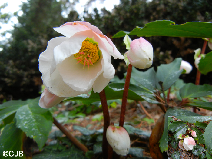 Bears foot,Black hellebore